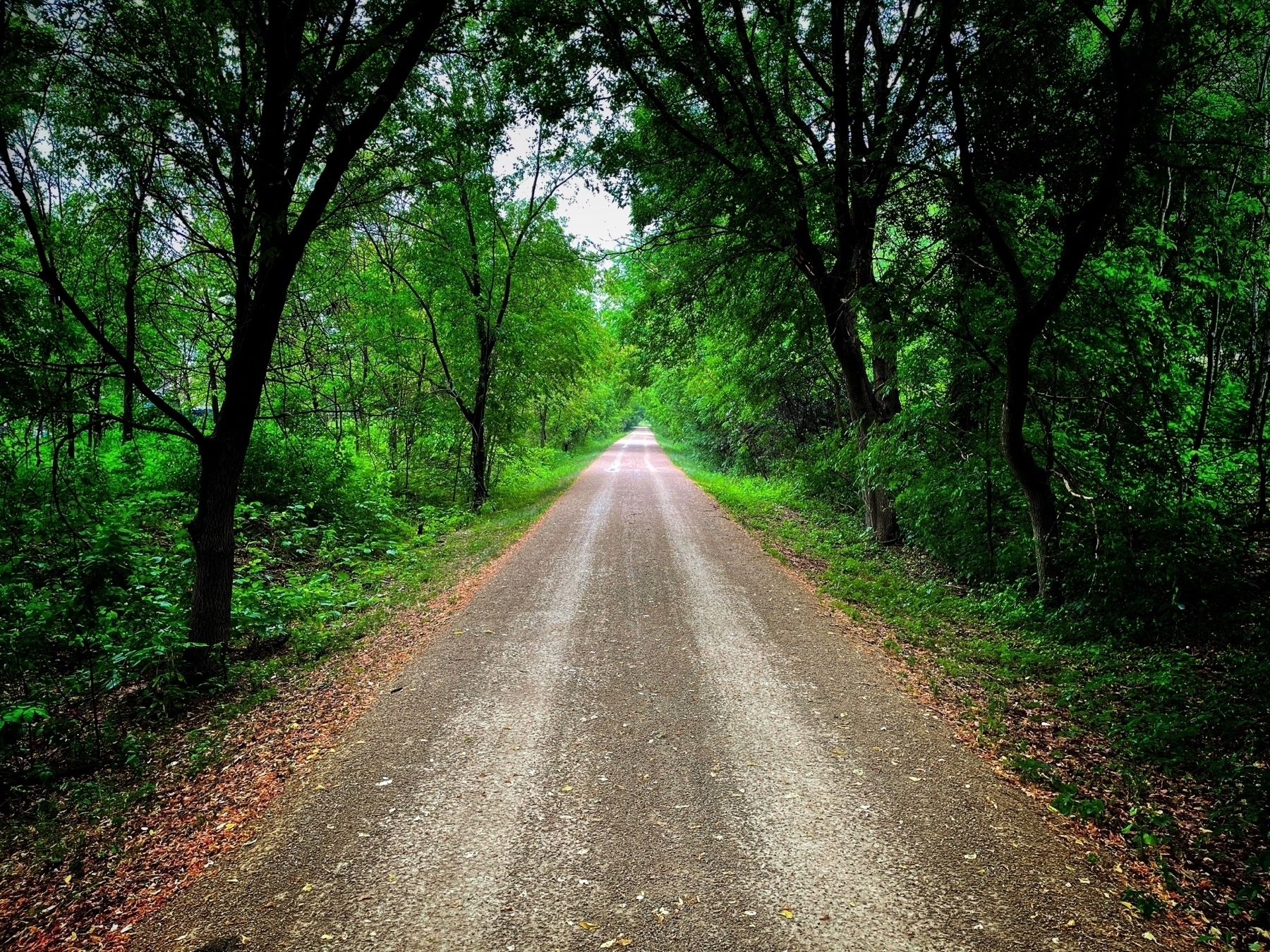 Trail extending into the distance with trees arching overhead lush green foliage under blue sky in a wooded area