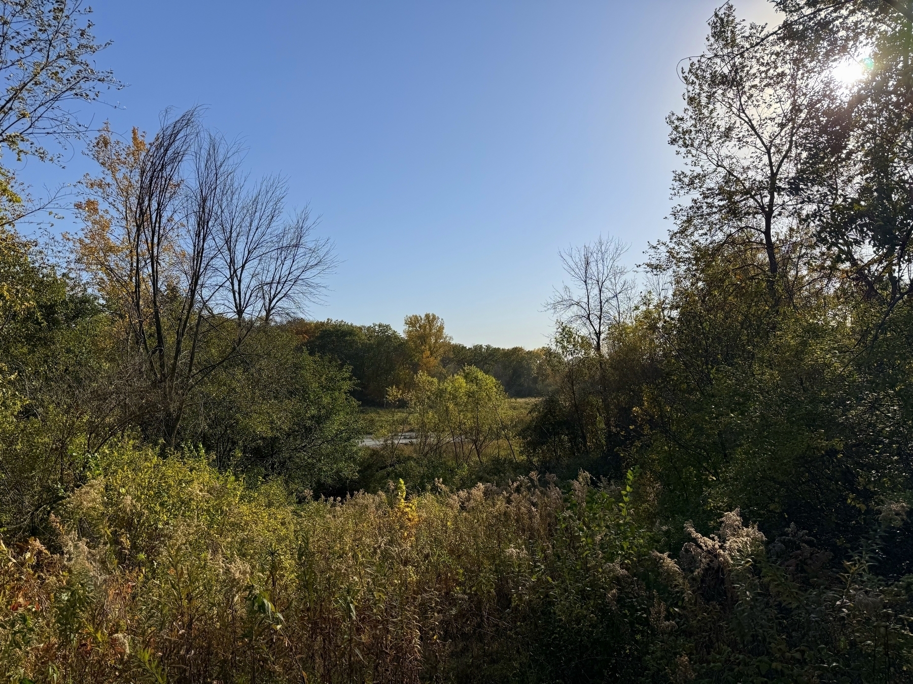 Sunlight filters through tall trees, casting shadows over dense undergrowth and golden foliage in a serene, wooded landscape. A river is visible in the distance, under a clear blue sky.