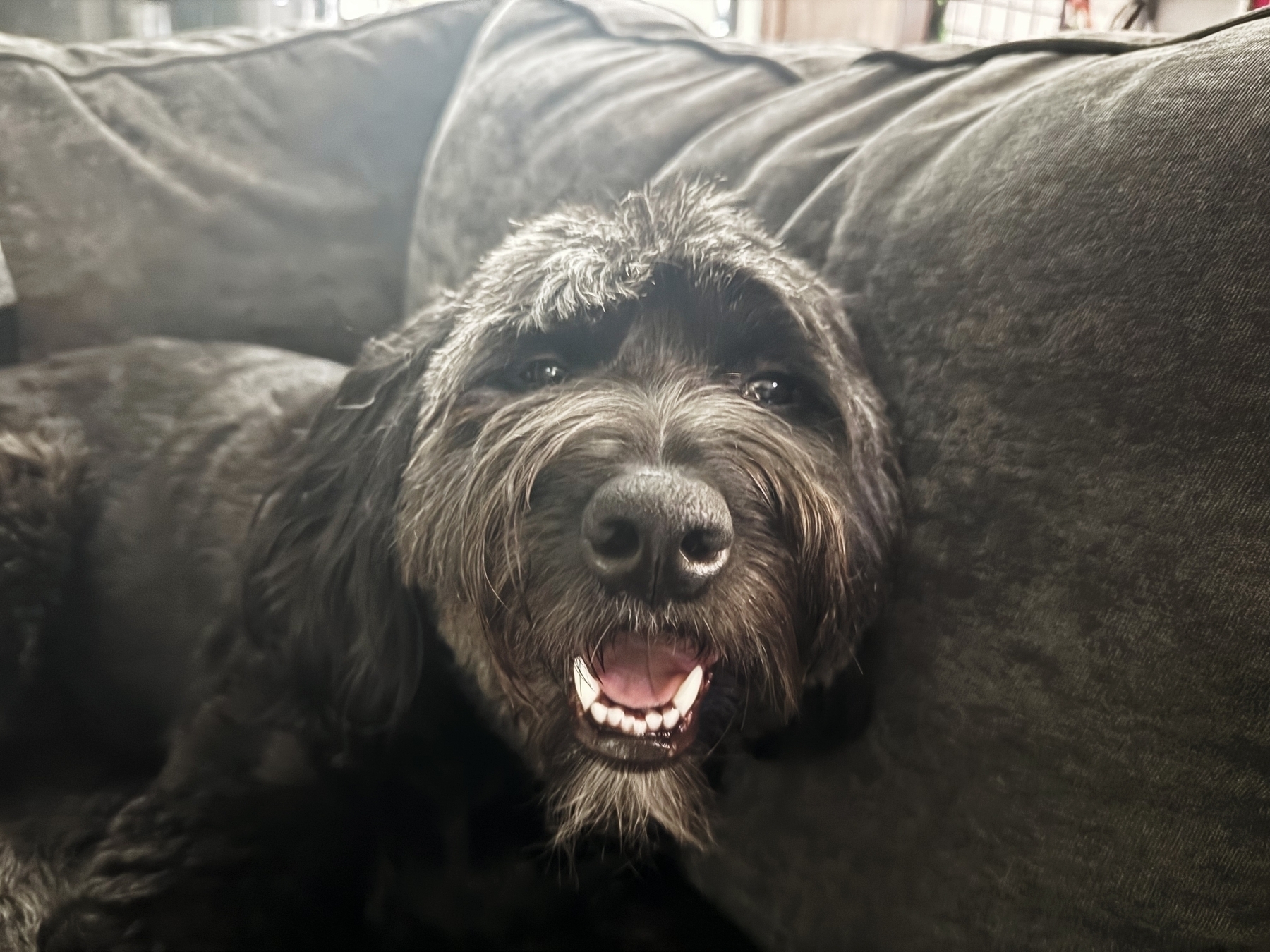 A fluffy black dog rests comfortably on a dark sofa, gazing contently with its mouth open in a relaxed indoor setting.