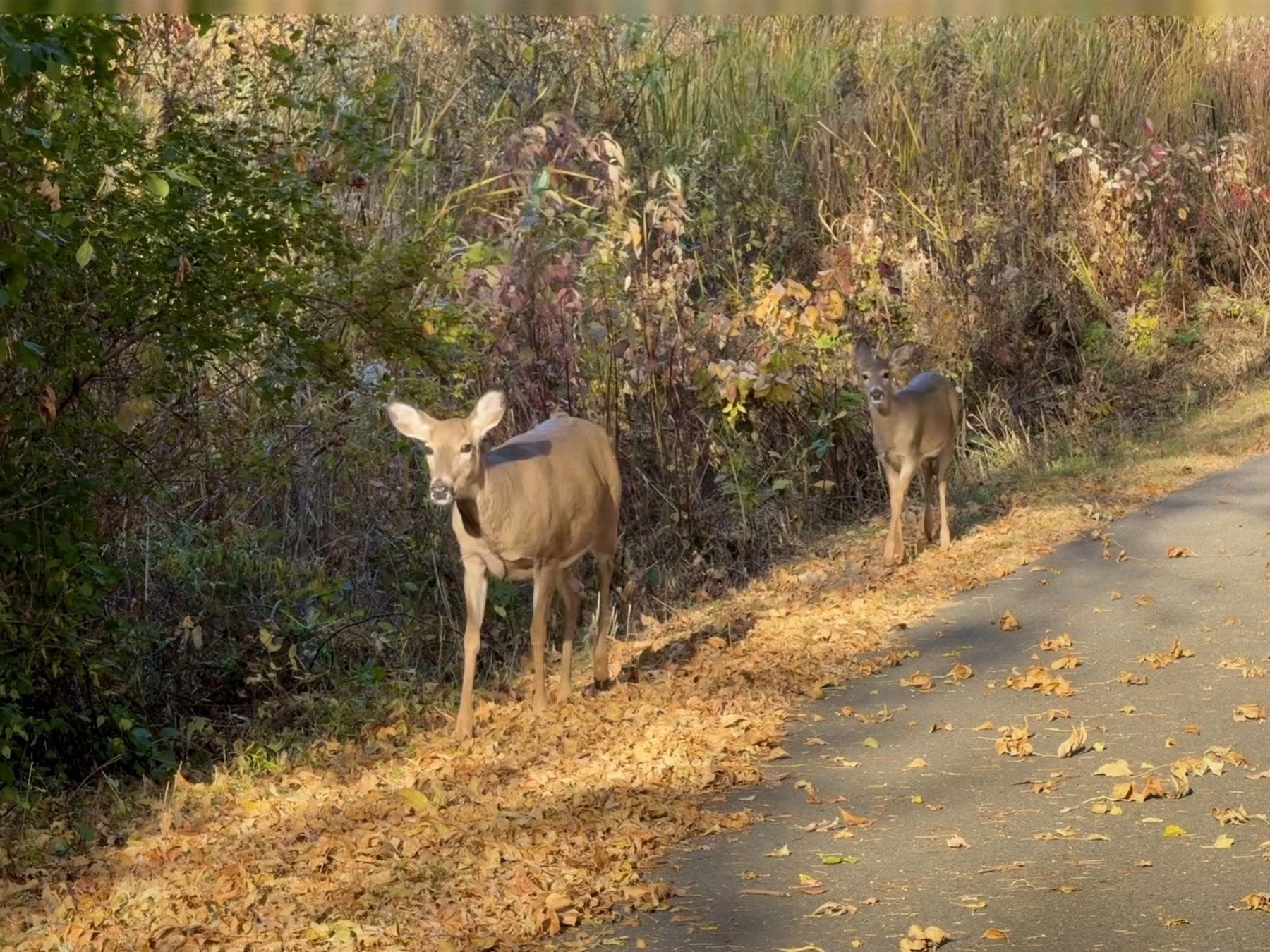 Two deer stand alert beside a leaf-covered path, surrounded by dense foliage and tall grasses, in a wooded area during autumn.