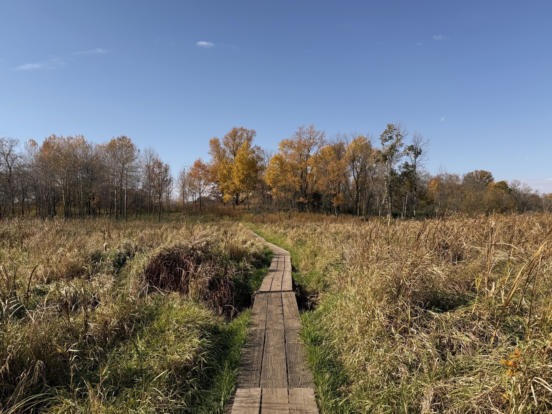 A wooden boardwalk extends through a grassy field under a clear blue sky, leading toward a cluster of trees with golden autumn leaves. Sparse trees line the horizon.