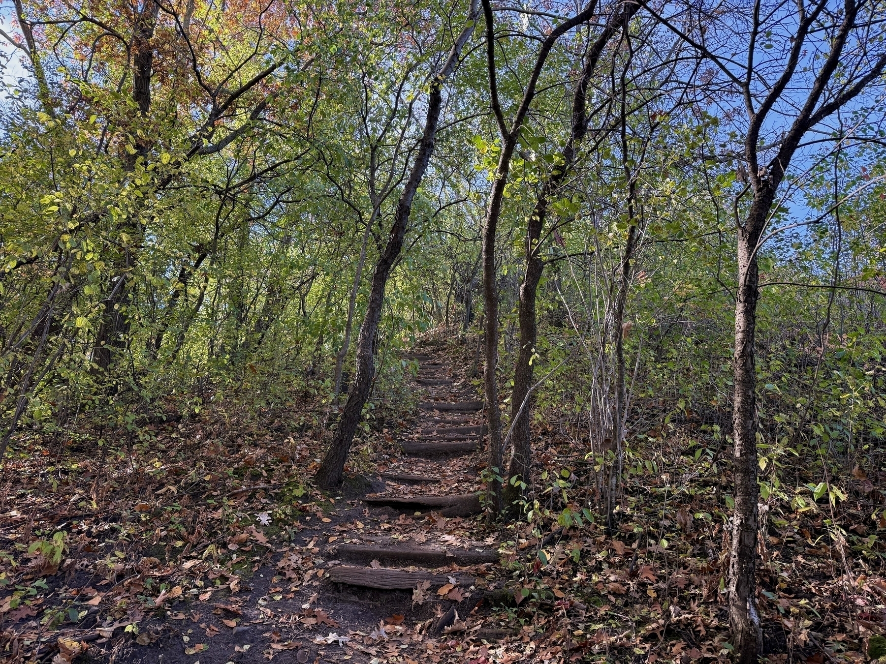 Wooden steps ascend through a dense forest, surrounded by vibrant autumn foliage. Sunlight filters through the trees, casting dappled shadows on the earthy path covered with fallen leaves.