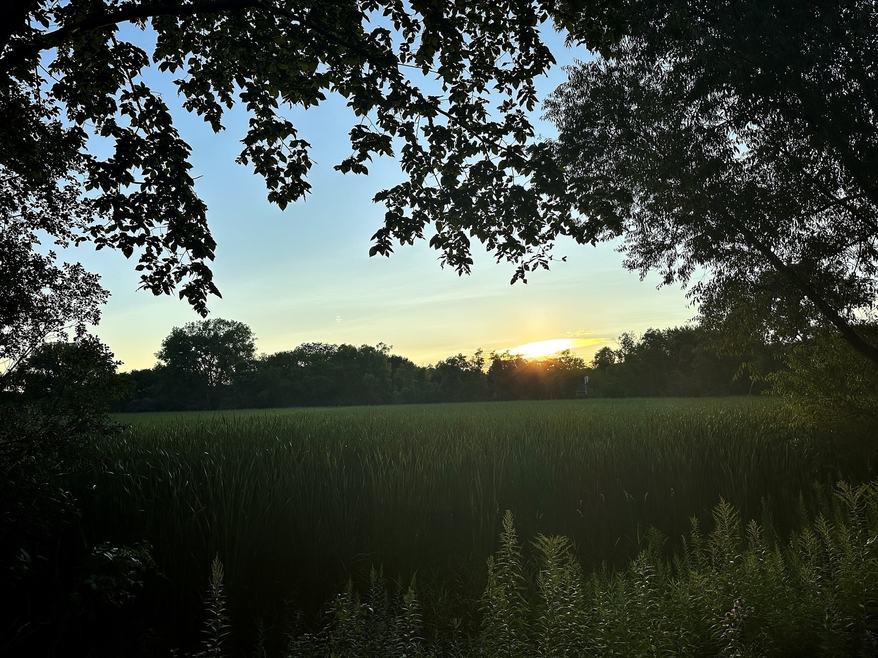 Trees frame a lush green field with tall grass, while the sun sets, casting a warm glow on the horizon, creating a serene, tranquil atmosphere.