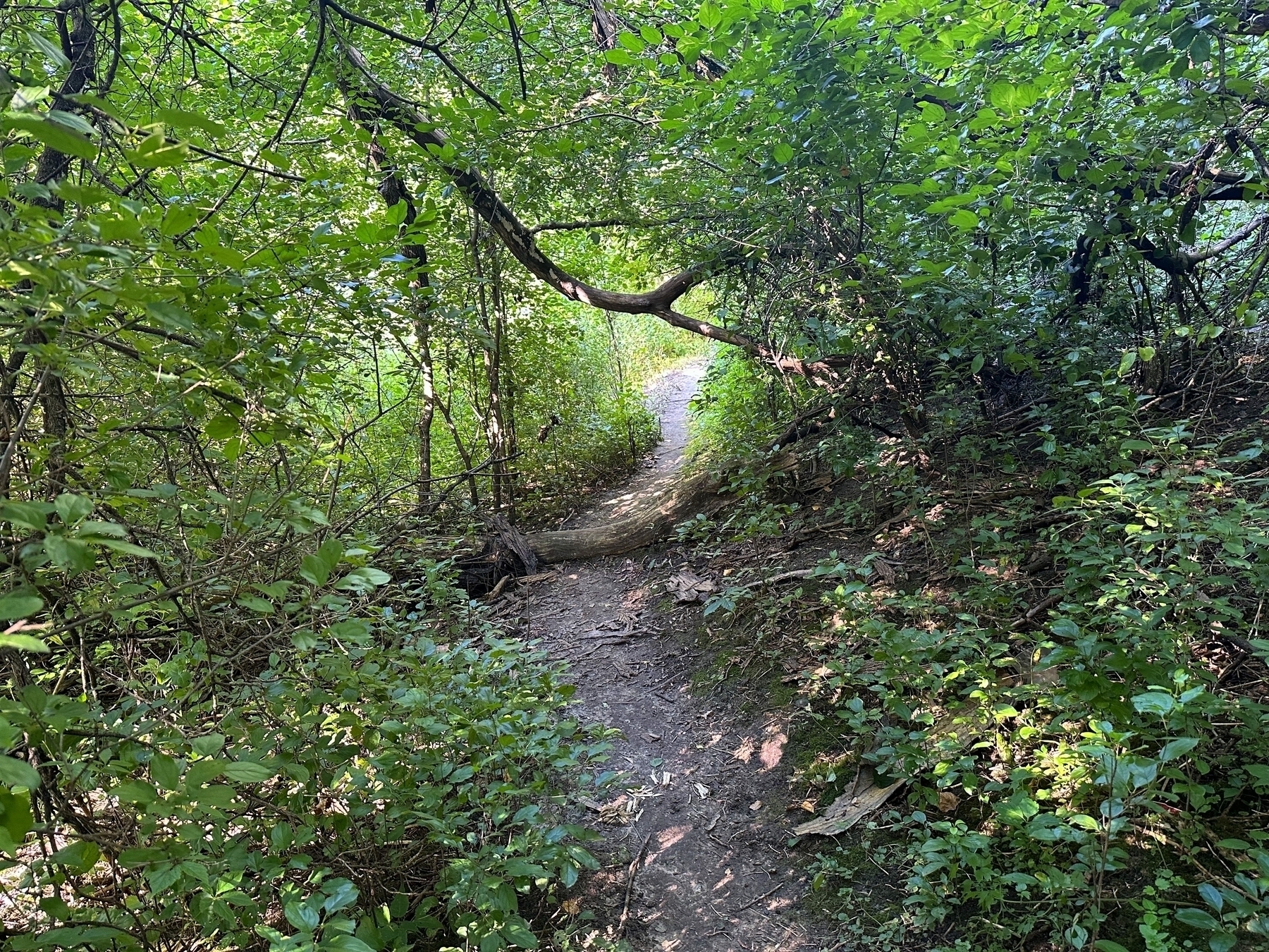 A narrow dirt trail winds through thick green foliage, with sunlight filtering through the dense canopy overhead, creating a serene and shaded woodland path.