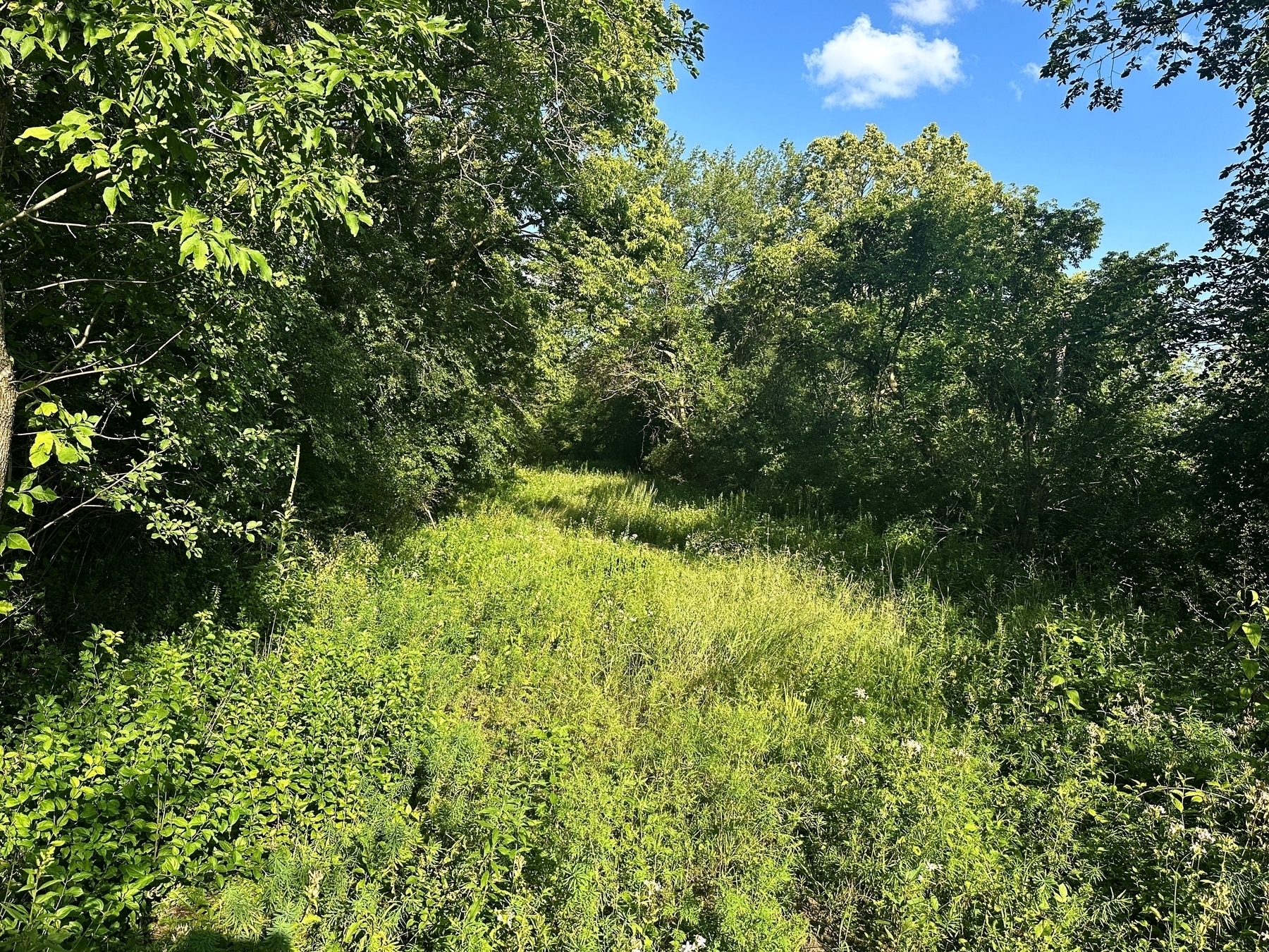 Dense green foliage and grass thrive under direct sunlight in a woodland clearing, with lush trees framing the scene against a clear blue sky.