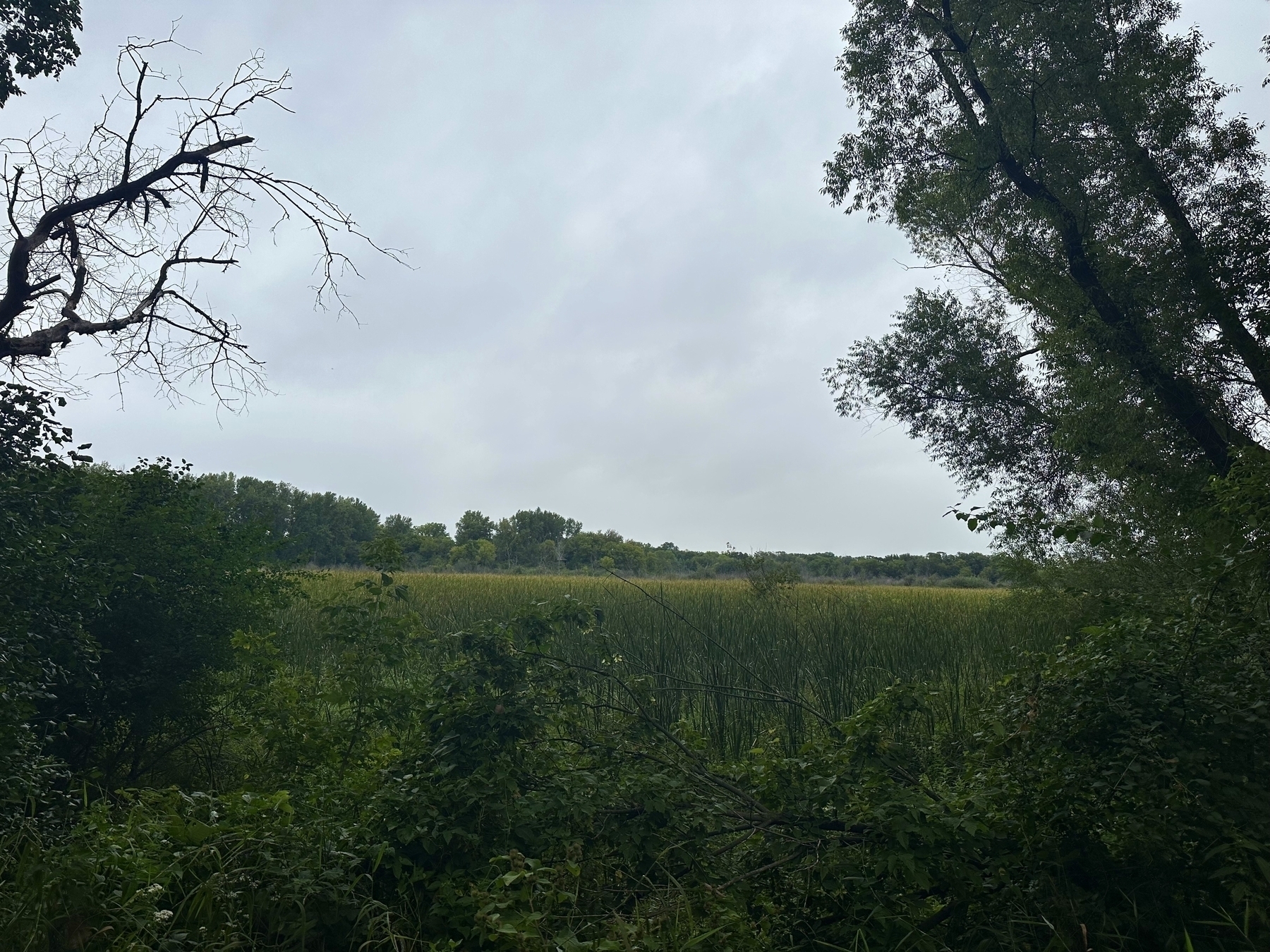 Dense green vegetation fills the foreground, leading to a field of tall grasses, with a line of trees in the background under an overcast sky.