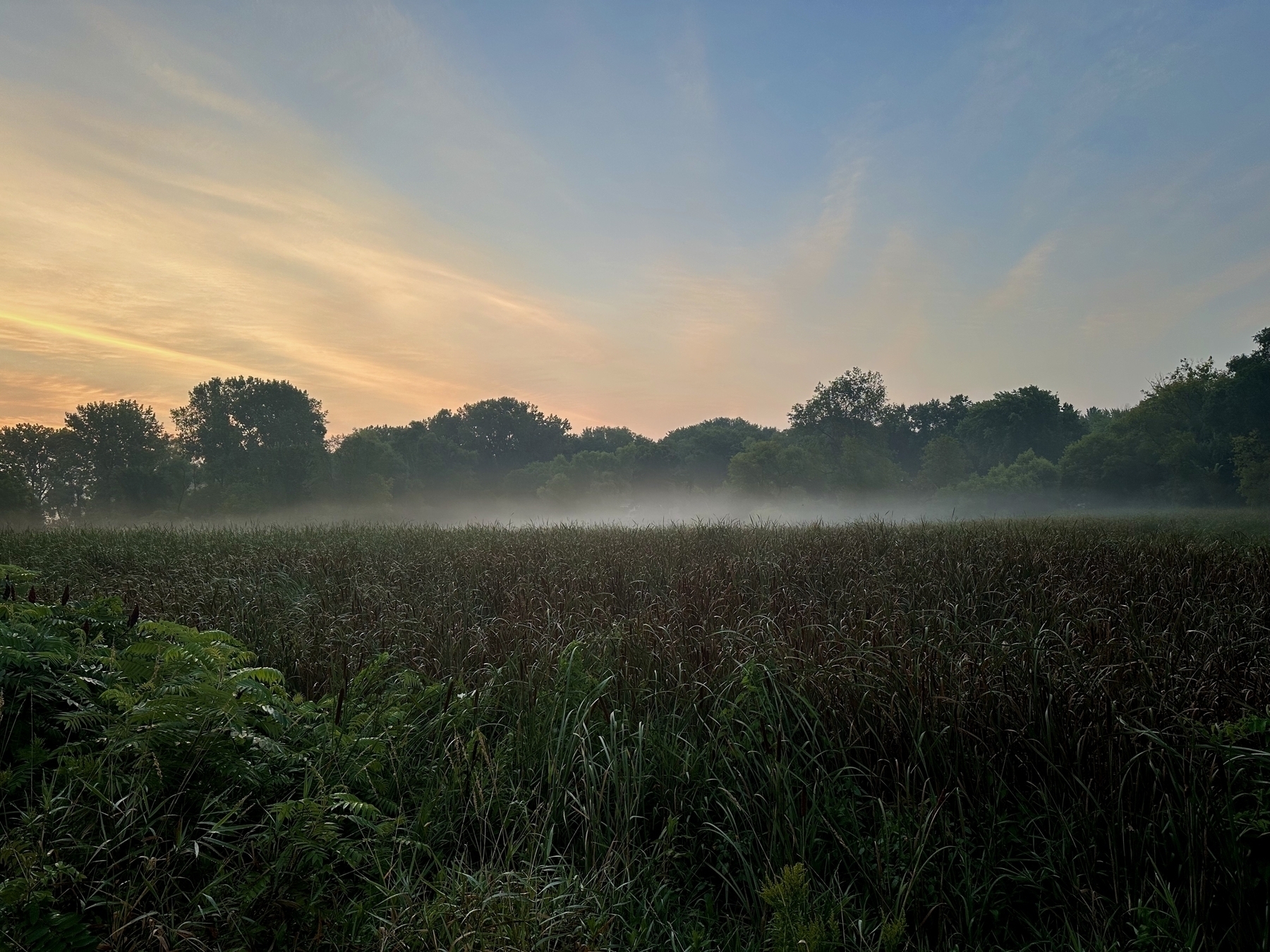 Tall grasses stand still, shrouded in morning mist, with a line of trees in the background under a softly glowing dawn sky.