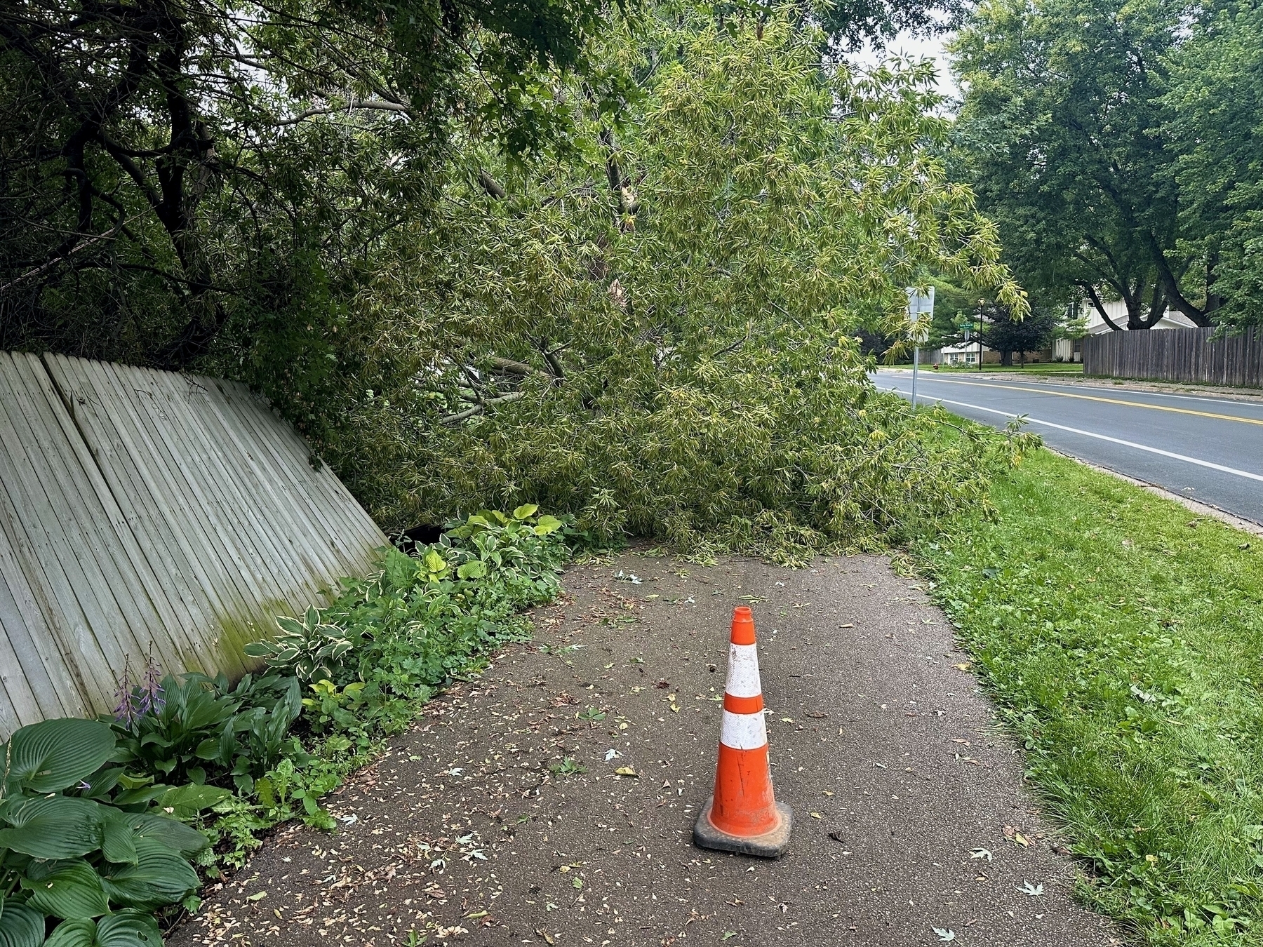 A large tree has fallen over a sidewalk, blocking it next to a slanted wooden fence and an orange traffic cone; a residential road lies adjacent.