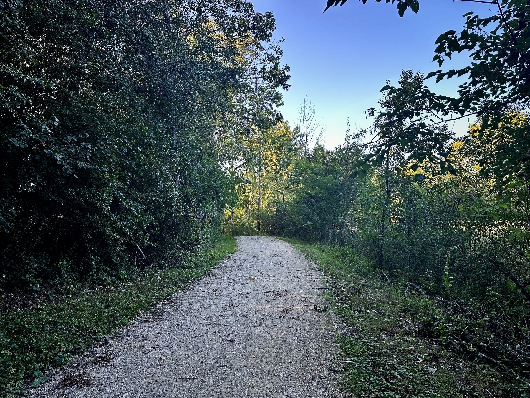 Gravel path winding through lush, dense forest with sunlight filtering through tree leaves, set against a clear blue sky.