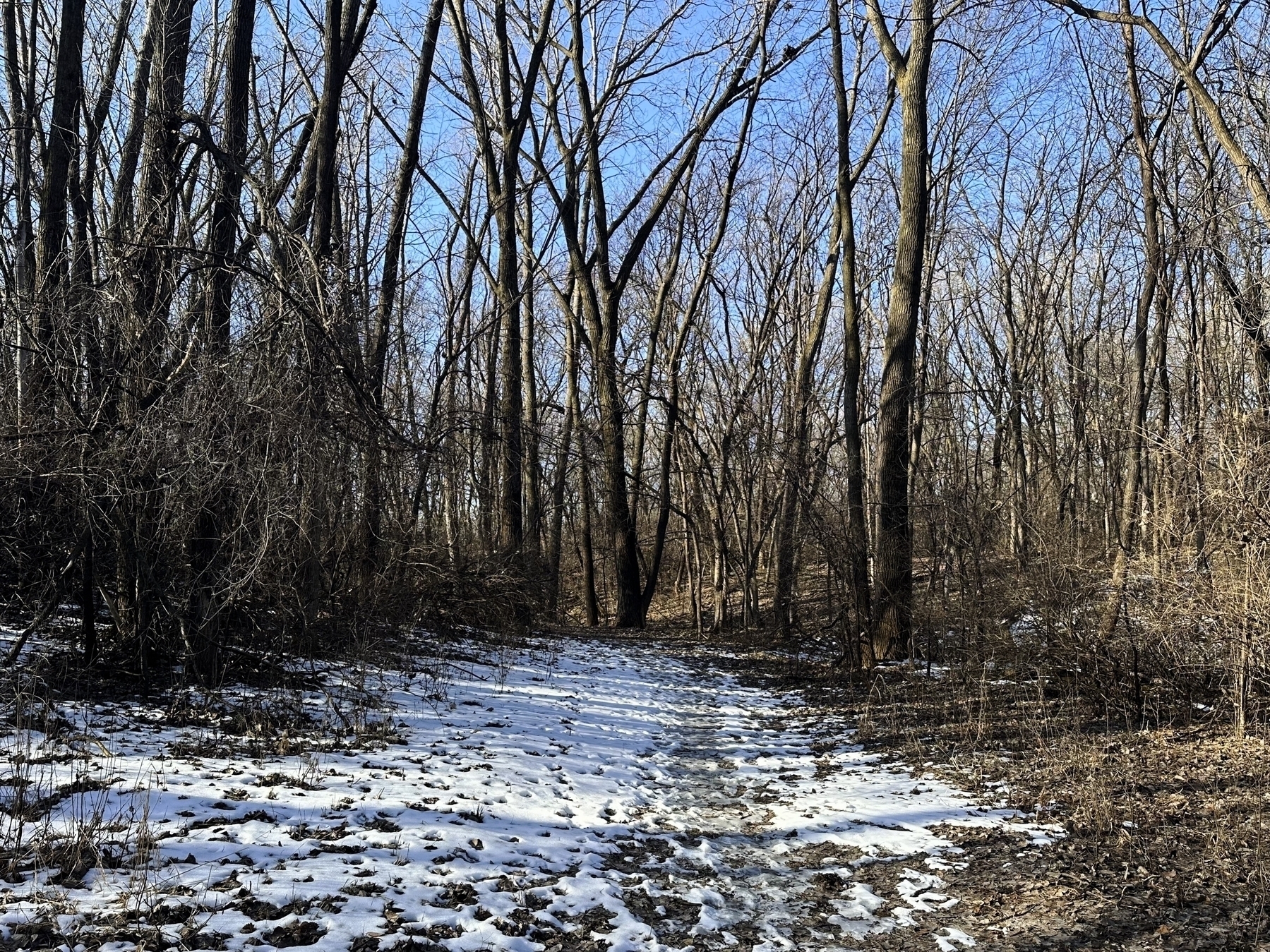 A snow-covered path winds through a leafless forest under a clear blue sky.