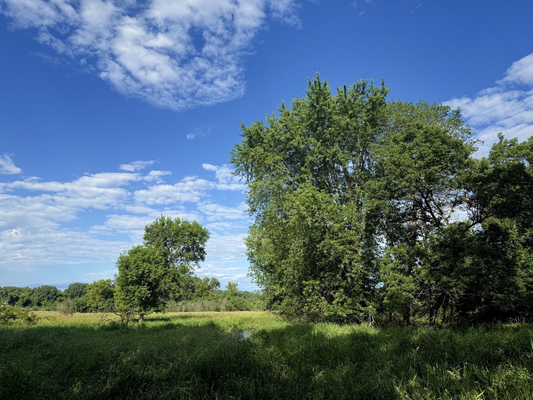 A serene landscape featuring lush green trees against a bright blue sky with scattered white clouds. The foreground shows tall grasses in a sunlit field.