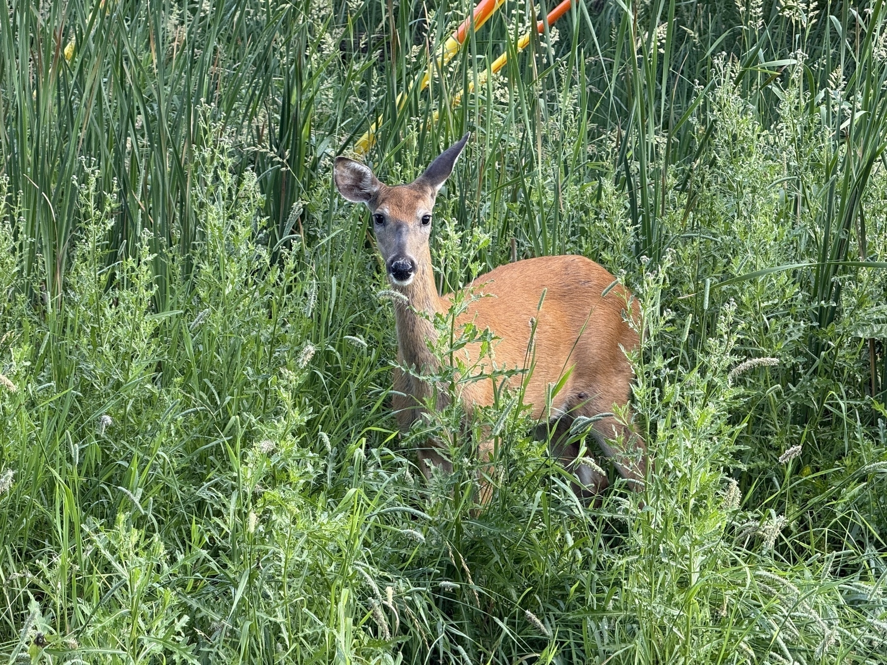 A deer stands amidst tall green grass and reeds, attentively looking towards the camera in a lush, natural setting.