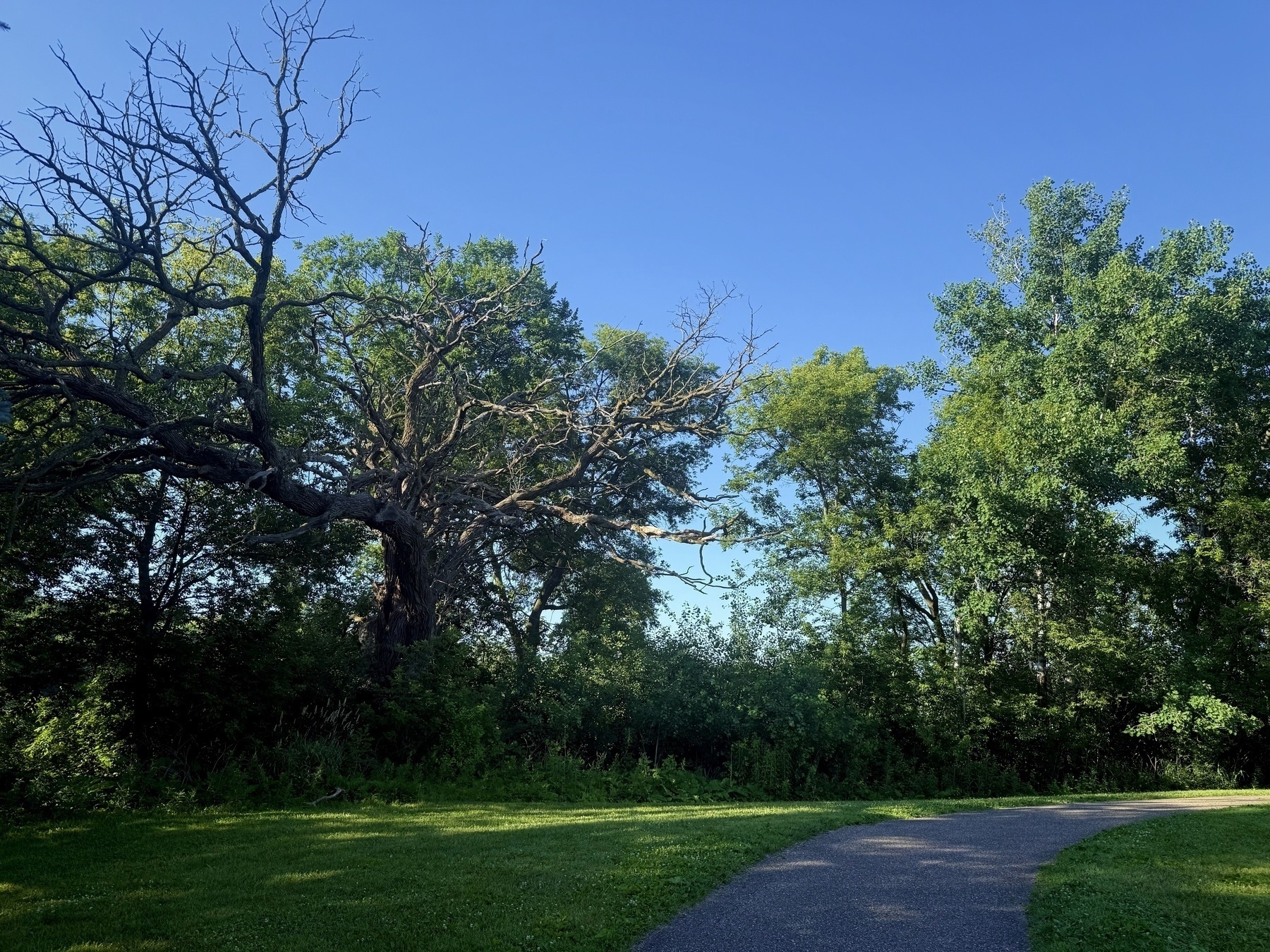A scenic path curves through a lush, green park. A large, twisted tree with bare branches stands prominently among leafy trees under a clear blue sky.