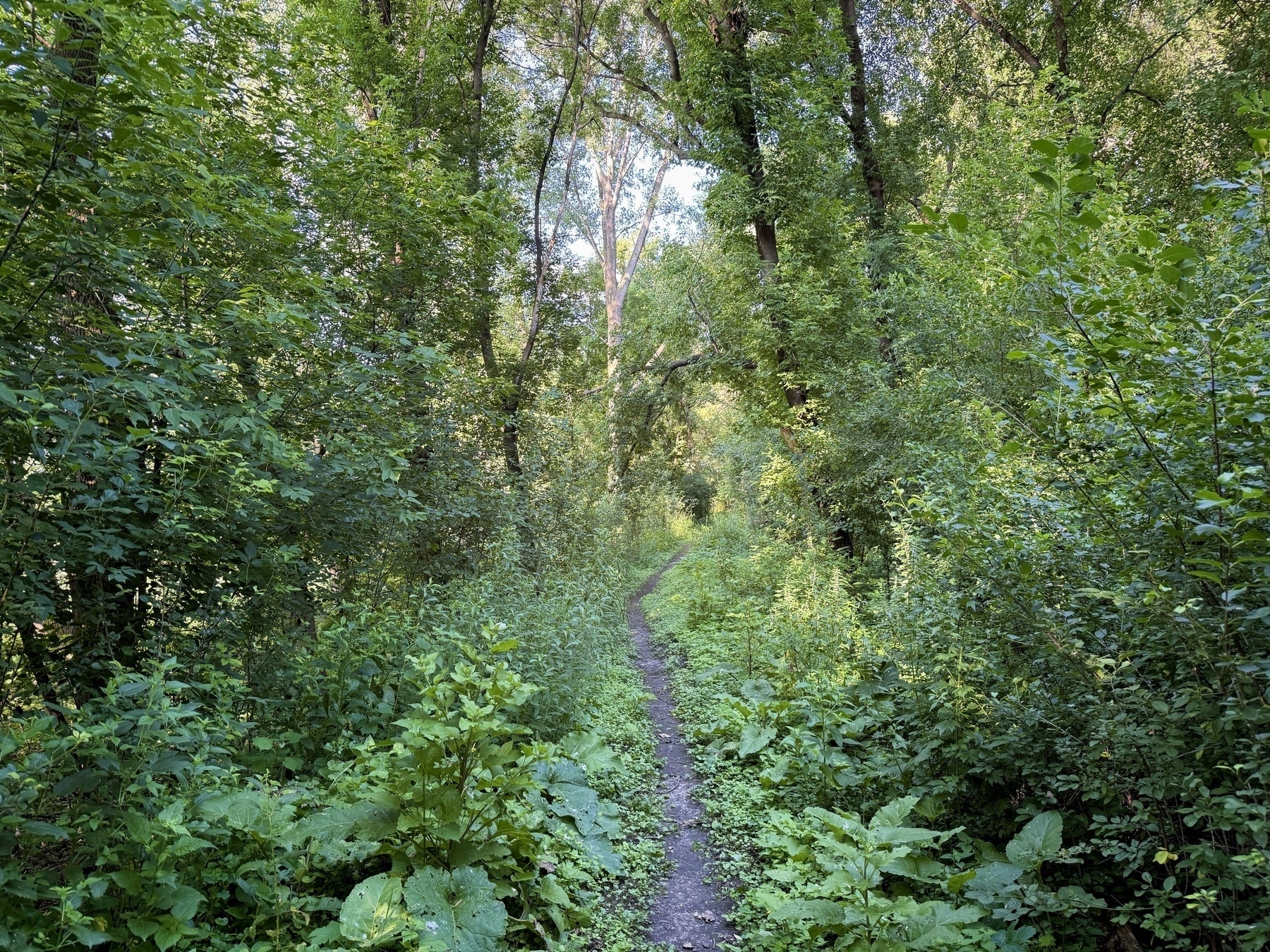 A narrow dirt path winding through a dense, lush green forest with tall trees and abundant underbrush. Sunlight filters through the canopy, creating a serene and inviting atmosphere.