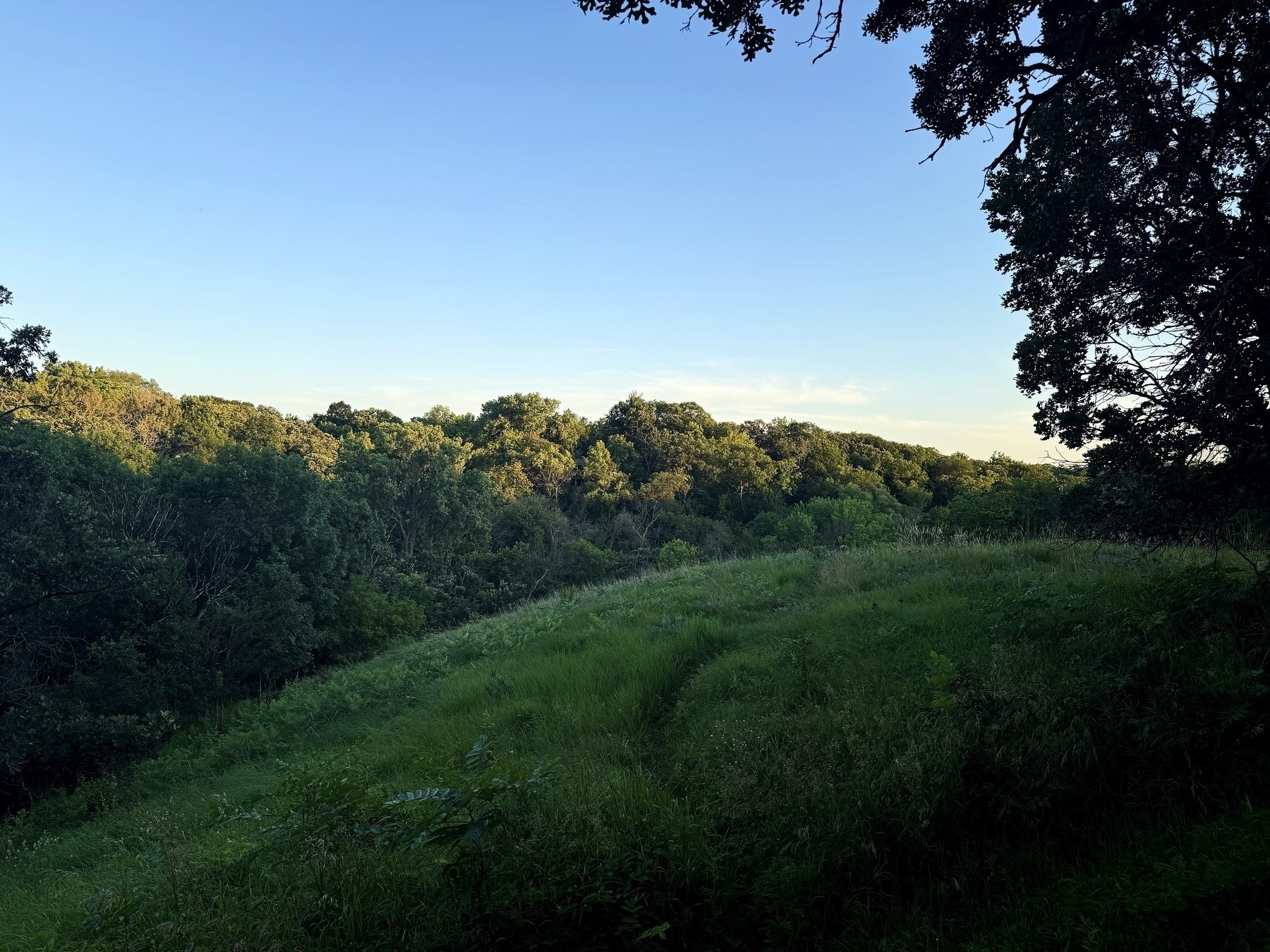 A serene landscape of lush green fields and dense forests under a clear blue sky, with trees casting gentle shadows at the foreground edges.