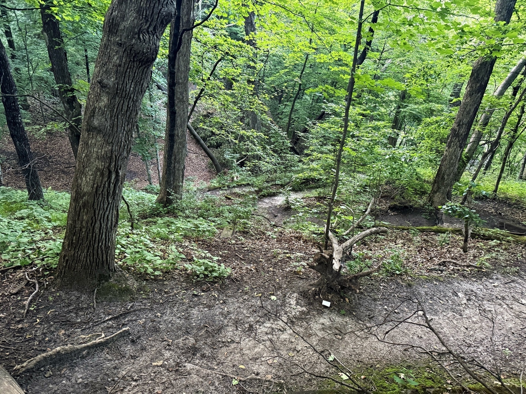A lush forest scene with tall trees, dense green foliage, and a dirt path winding through the undergrowth. A fallen tree trunk lies on the forest floor, surrounded by leaves and rich vegetation.