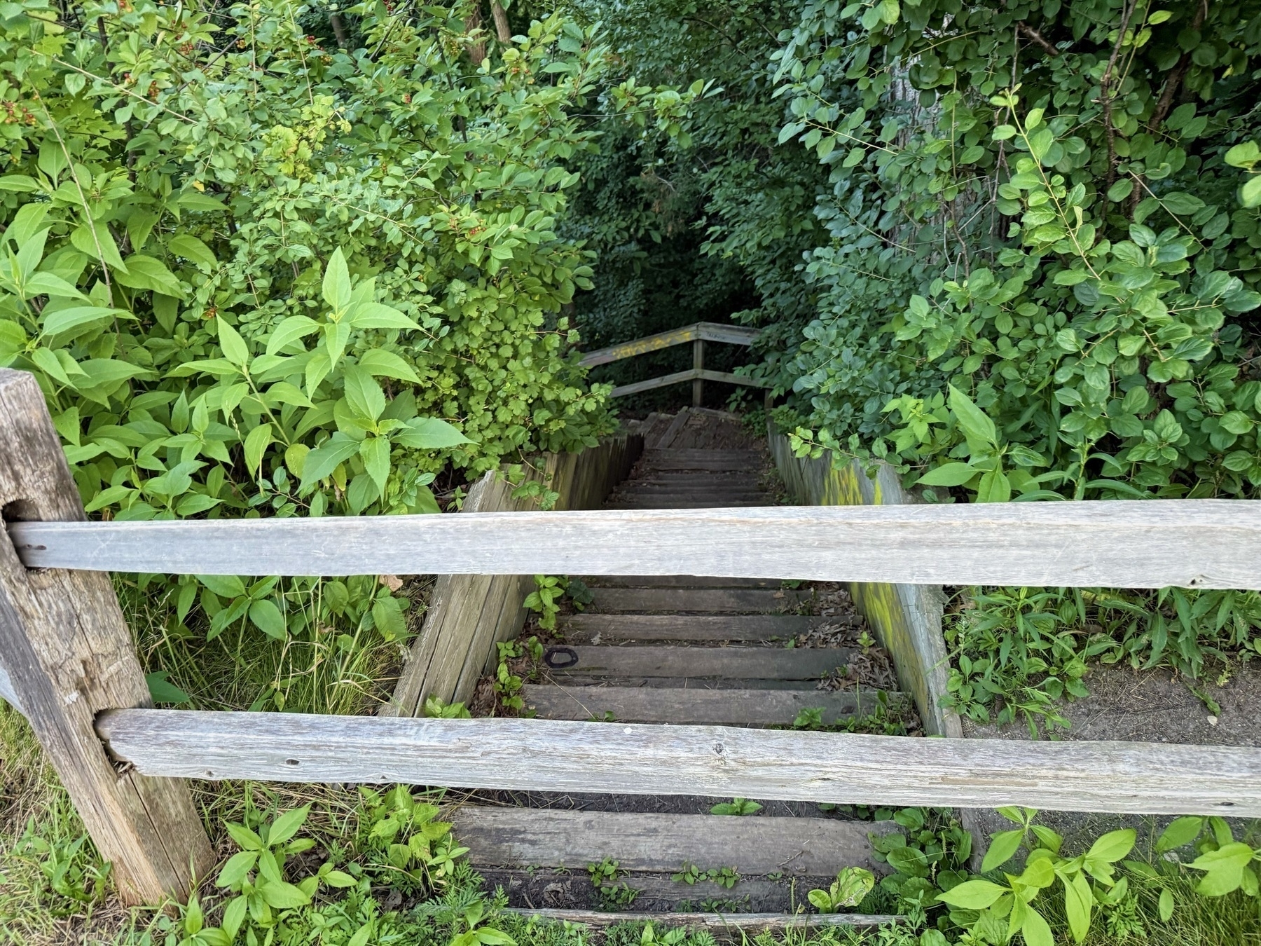 Wooden steps descend through dense green foliage, bordered by a rustic wooden railing.