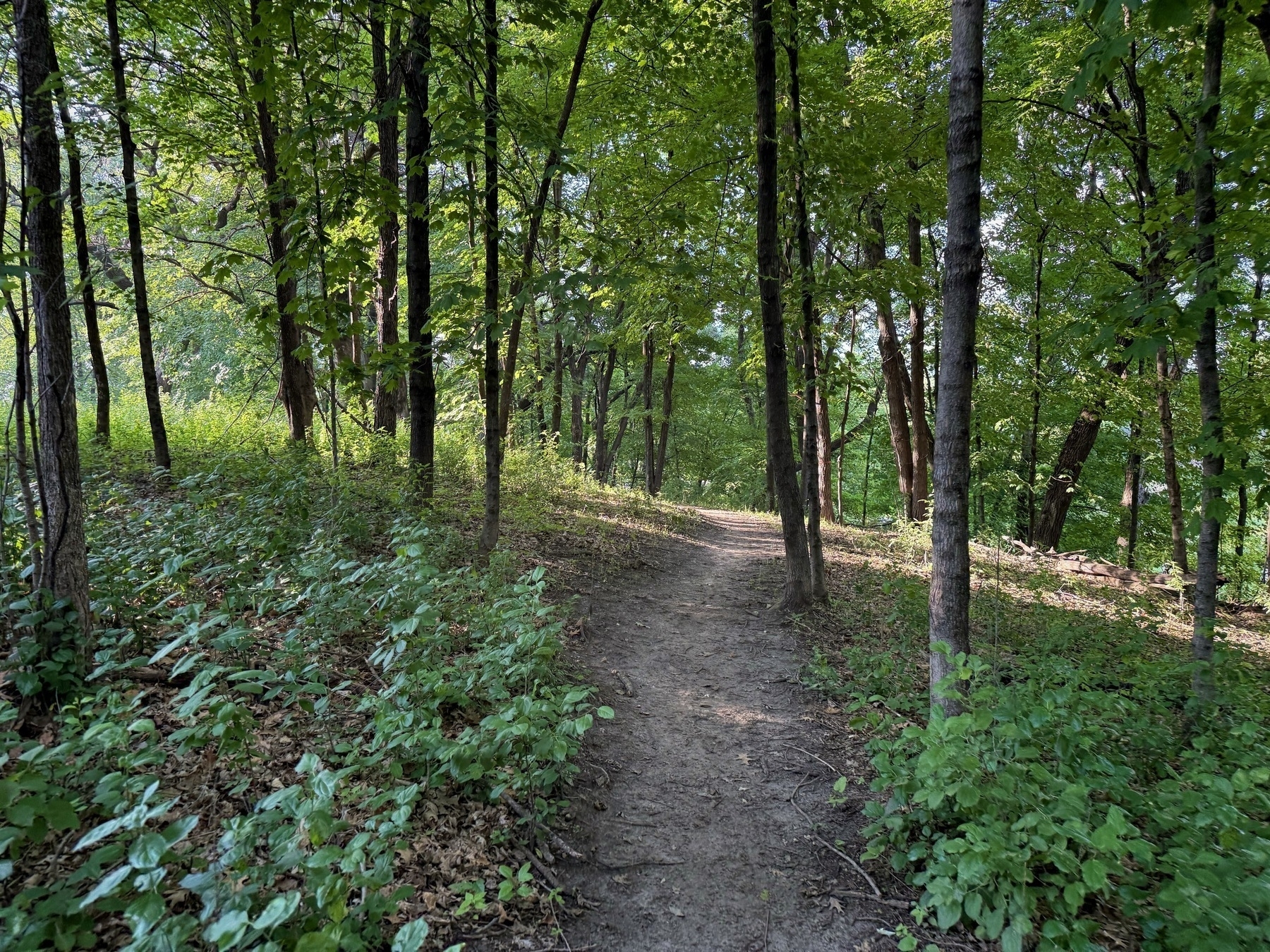A dirt path winds through a lush, green forest with tall trees and dense foliage. Dappled sunlight filters through the canopy, creating a serene and inviting atmosphere.