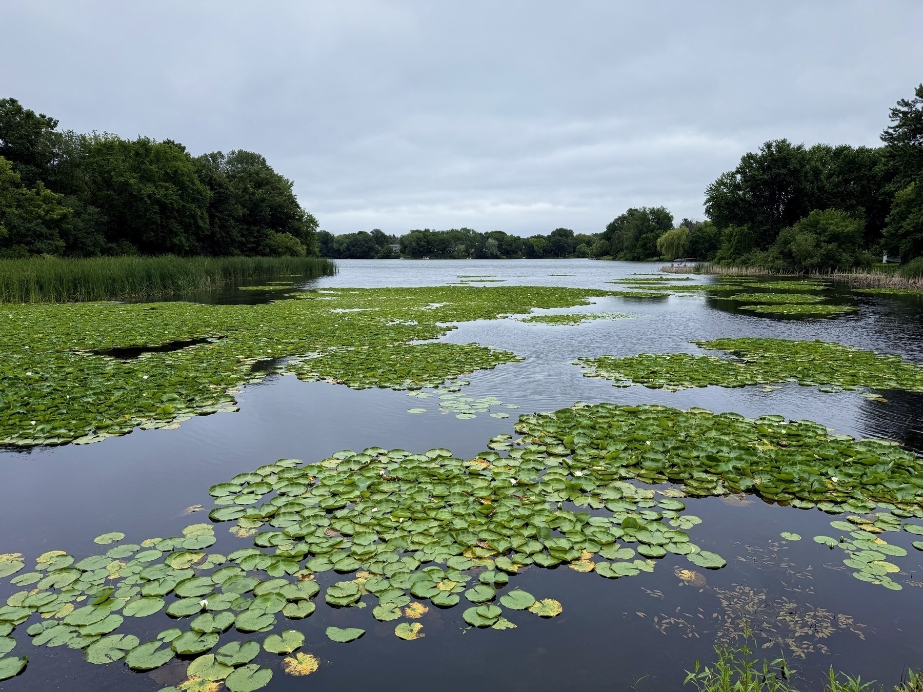 A serene lake with lily pads covering the water’s surface, surrounded by lush green trees under an overcast sky.