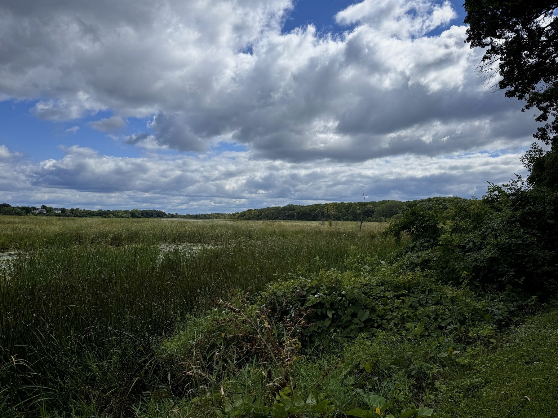 Expansive marshland with tall grasses under a partly cloudy sky. Dense greenery lines the foreground and trees are visible in the distance.